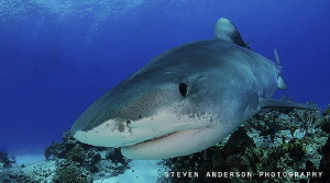 Sneaking around at Tiger Beach under a watchful eye by Steven Anderson 